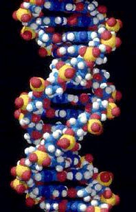 dna