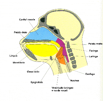 linguaggio