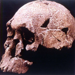 homo abilis