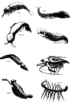 fauna cambriano