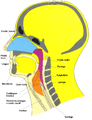 linguaggio